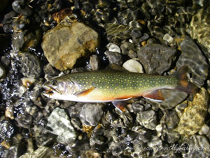 Native Trout Fly Fishing