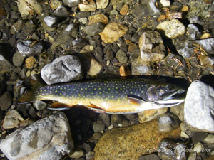 Native Trout Fly Fishing