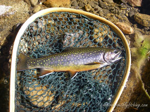 Native Trout Fly Fishing