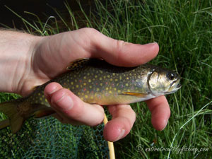 Native Trout Fly Fishing