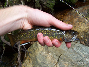 Native Trout Fly Fishing