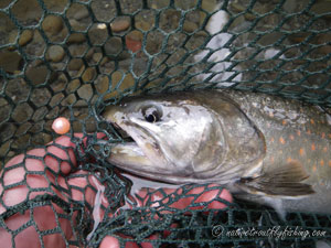 Native Trout Fly Fishing