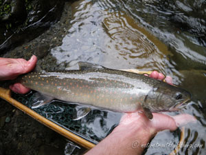 Native Trout Fly Fishing