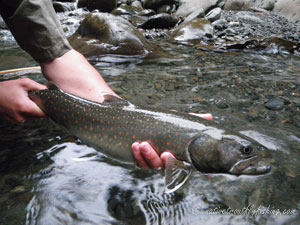 Native Trout Fly Fishing