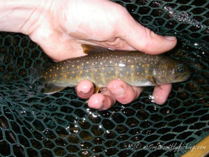 Native Trout Fly Fishing