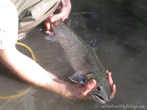 Native Trout Fly Fishing