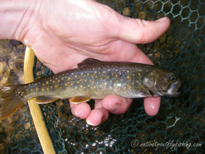 Native Trout Fly Fishing