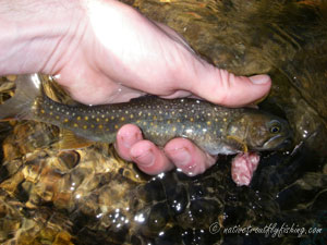 Native Trout Fly Fishing