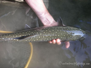 Native Trout Fly Fishing