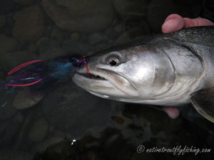 Native Trout Fly Fishing