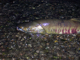Native Trout Fly Fishing