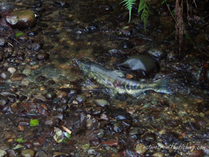 Native Trout Fly Fishing