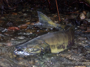 Native Trout Fly Fishing