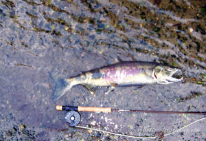 Native Trout Fly Fishing