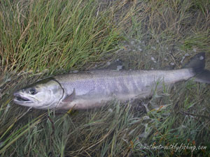 Native Trout Fly Fishing