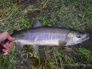 Native Trout Fly Fishing