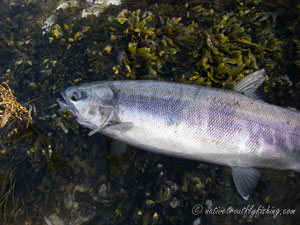 Native Trout Fly Fishing