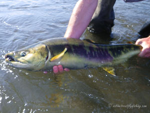 Native Trout Fly Fishing