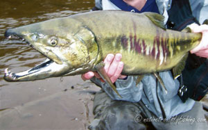 Native Trout Fly Fishing