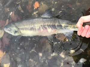 Native Trout Fly Fishing