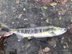 Native Trout Fly Fishing