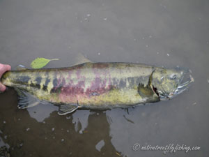 Native Trout Fly Fishing