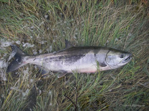 Native Trout Fly Fishing