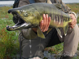 Native Trout Fly Fishing