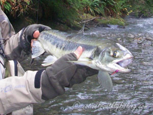 Native Trout Fly Fishing