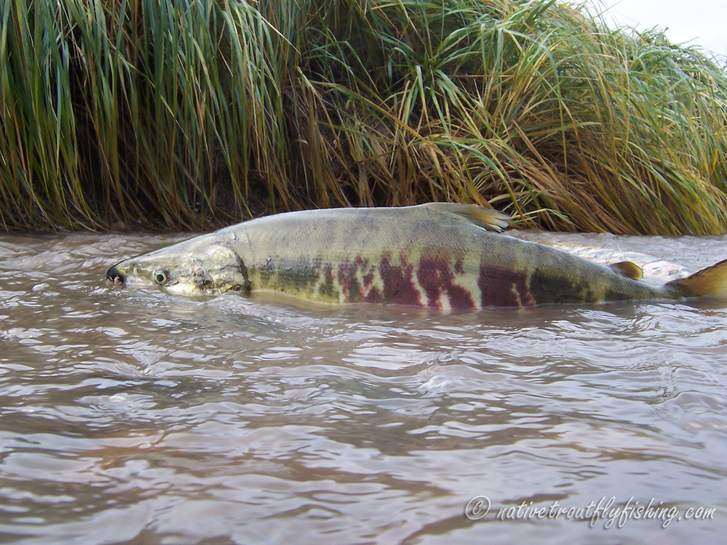 Native Trout Fly Fishing: Chum Salmon