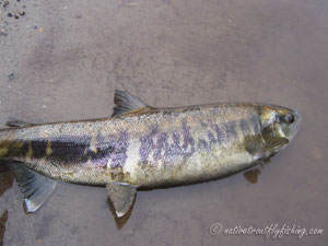 Native Trout Fly Fishing