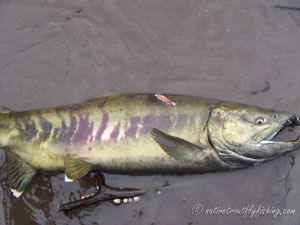 Native Trout Fly Fishing