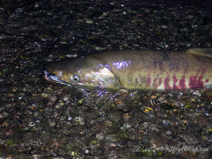 Native Trout Fly Fishing