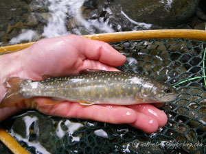 Native Trout Fly Fishing