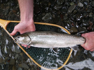 Native Trout Fly Fishing