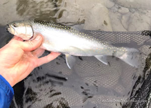 Native Trout Fly Fishing