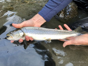 Native Trout Fly Fishing