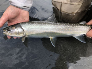 Native Trout Fly Fishing