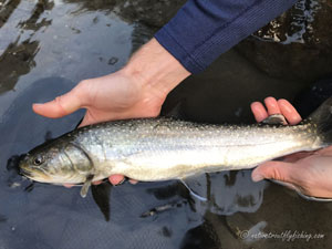 Native Trout Fly Fishing