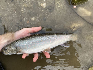 Native Trout Fly Fishing