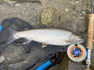 Native Trout Fly Fishing