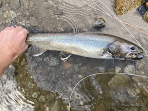 Native Trout Fly Fishing