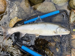 Native Trout Fly Fishing