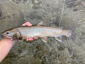 Native Trout Fly Fishing