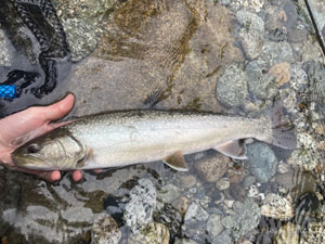 Native Trout Fly Fishing