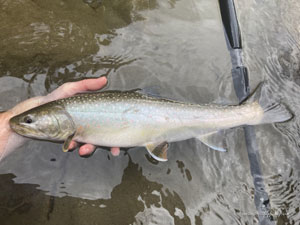 Native Trout Fly Fishing