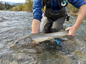 Native Trout Fly Fishing