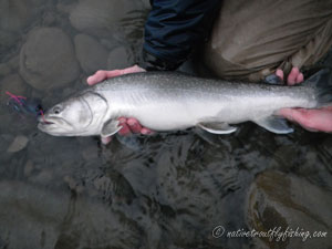 Native Trout Fly Fishing