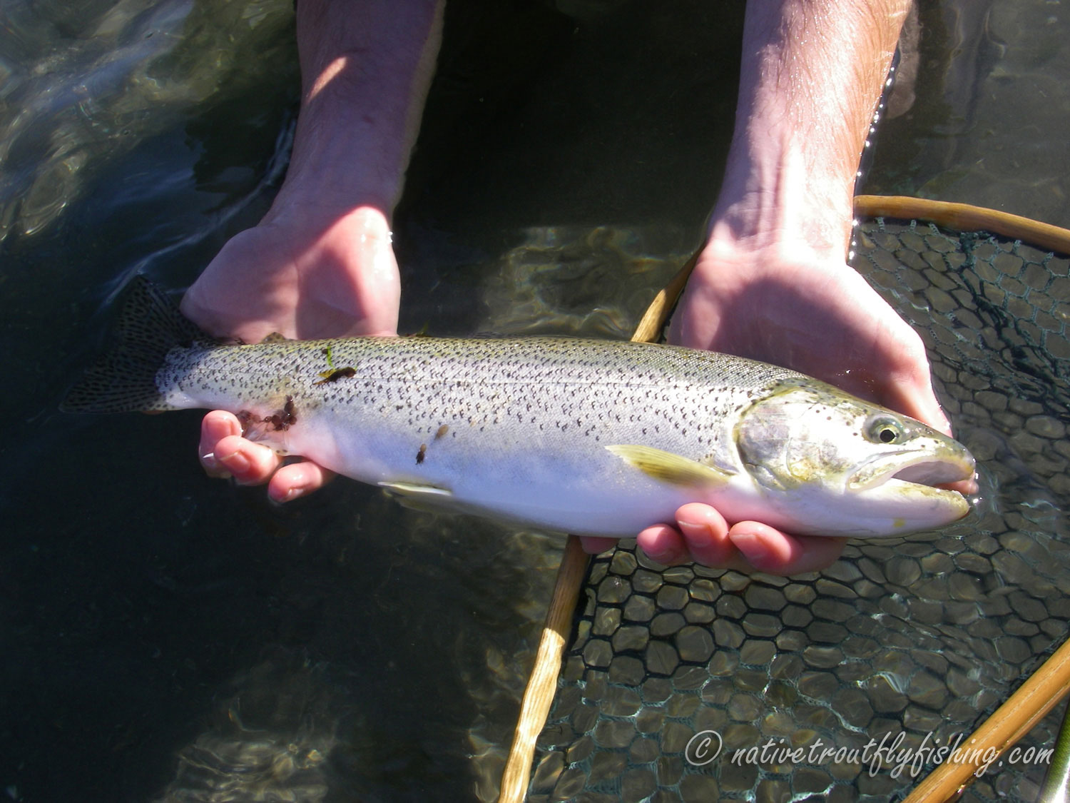 Native Trout Fly Fishing: Coastal Cutthroat Trout