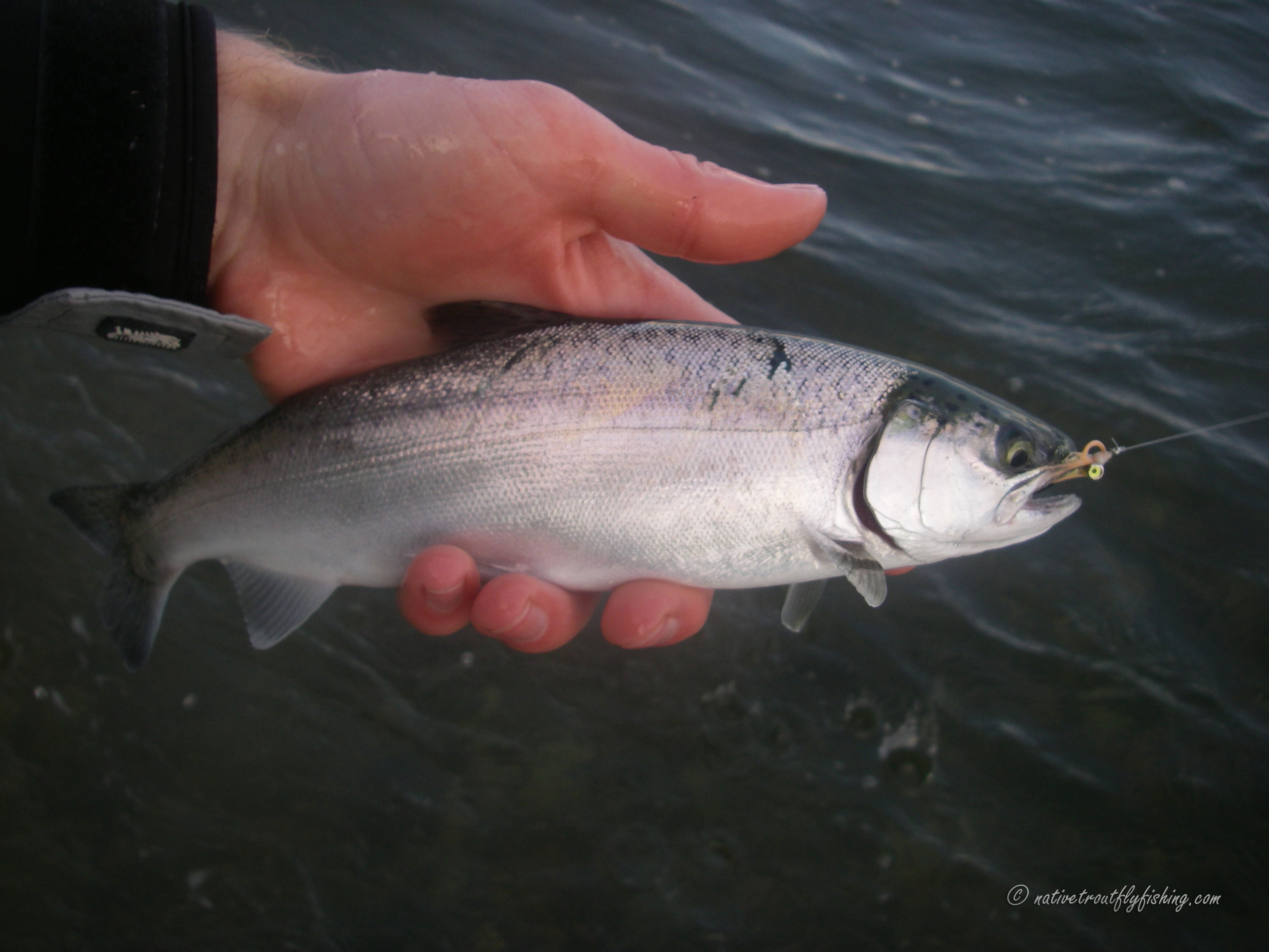 Coho Salmon Peanut Flies  Aurora Braid Reflective Fishing Line
